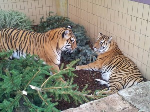 Kiara und Tiger 08.01.2014 fb