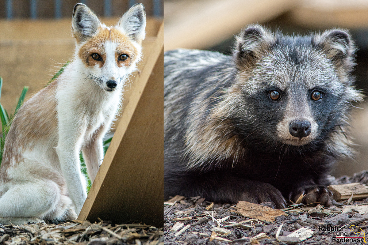 Fuchs und Marderhund ziehen ins Raubtier- und Exotenasyl e.V. | Raubtier- und Exotenasyl e.V.