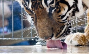 Tiger bei einer kühlen Dusche