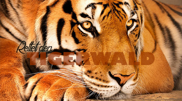 rettet-den-tigerwald-585