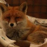 tiere_bild_lea02